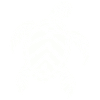 Sea turtle