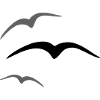 Bird 3