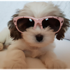 Cool Dog