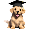 Baccalauréat Golden Retriever Studies