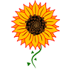 Sonnenblume