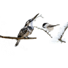 oiseaux mignon