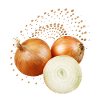 Onion, naturalistic illustration