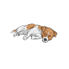 Jack Russell Terrier