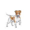 Jack Russell Terrier