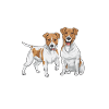 Jack Russell Terrier