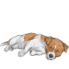 Jack Russell Terrier