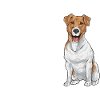 Jack Russell Terrier