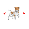 Jack Russell Terrier