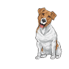 Jack Russell Terrier