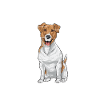 Jack Russell Terrier