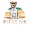 Jack Russell Terrier