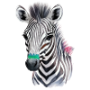 Zeba foals