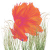 Betta Splendense HM Red