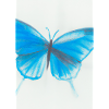 Blauer Schmetterling