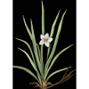 Frontlicht Blume