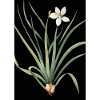 Frontlicht Blume