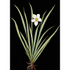 Frontlicht Blume