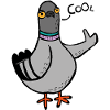 Coo / Cool Pigeon