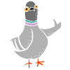 Coo / Cool Pigeon (Blanc)