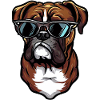 Boxerhund trägt Sonnenbrille