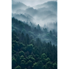 Forest Fog