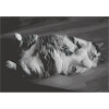 Schlafender Kater im Schwarzweißstil