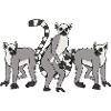 Lemurs