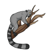 Lemur