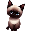 Burmese cat