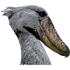 Shoebill Portrait Majestic