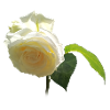 WHITE ROSE