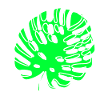 Monstera