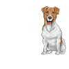 Jack Russell Terrier