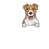 Jack Russell Terrier