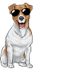 Jack Russell Terrier