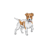 Jack Russell Terrier