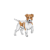 Jack Russell Terrier