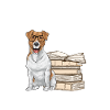 Jack Russell Terrier