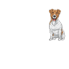 Jack Russell Terrier
