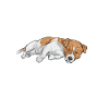 Jack Russell Terrier
