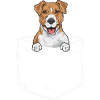 Jack Russell Terrier