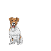 Jack Russell Terrier