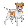 Jack Russell Terrier