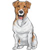 Jack Russell Terrier