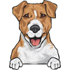 Jack Russell Terrier
