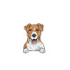 Jack Russell Terrier