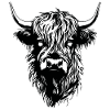 Scottish Highland cow