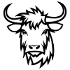 Scottish Highland cow
