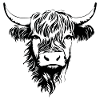Scottish Highland cow